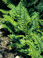 Hardy Fern Dryopteris atrata